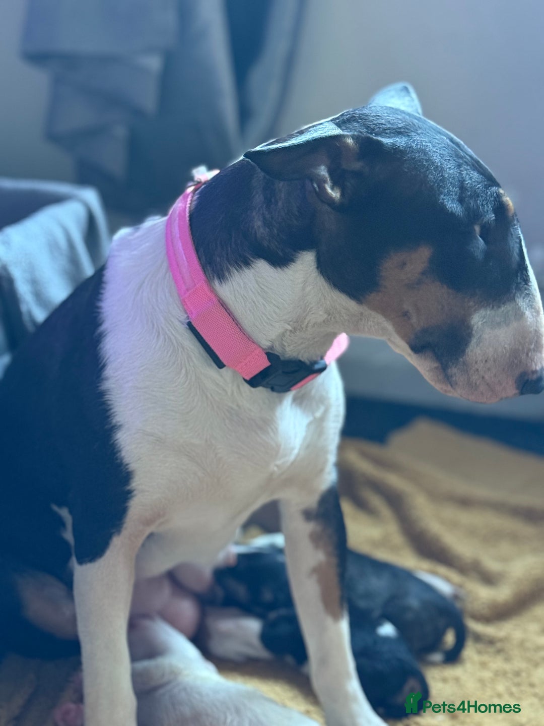 Bull Terrier dogs for sale: Playful bully’s  - Image 6