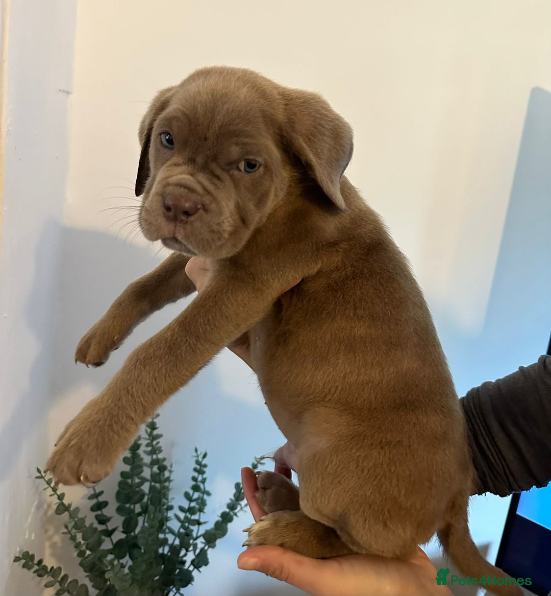 Cane Corso dogs for sale: 5 Towns Cane Corso pups,   - Image 5