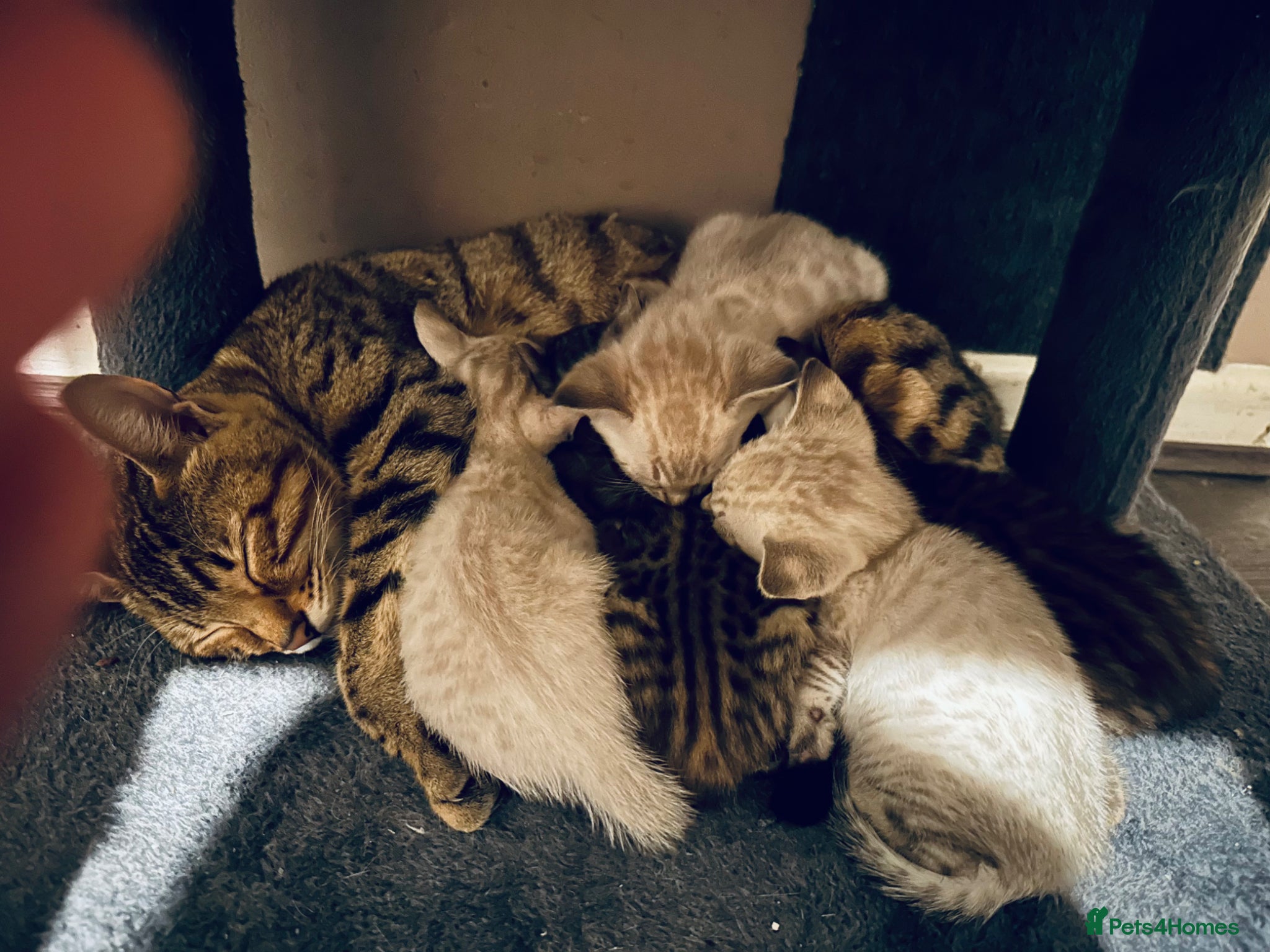 Bengal cats Silver, Snow Lynx & Brown Rosette Bengals - Advert 1
