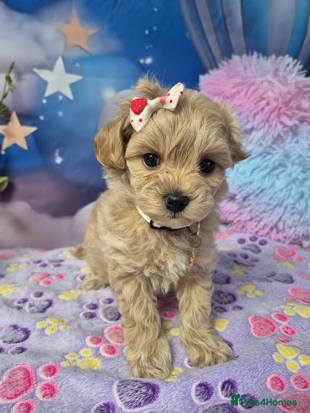Maltipoo dogs for sale: Stunning Toy F1 Apricot & Cream maltipoo's - Advert 16