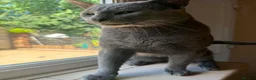 Russian Blue cats for sale: Beautiful Russian Blue Boy – Potential Stud Boy - Advert 3