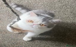 Exotic cats for stud: Stunning White & Grey Exotic Male For Stud  in West Bromwich - Image 2