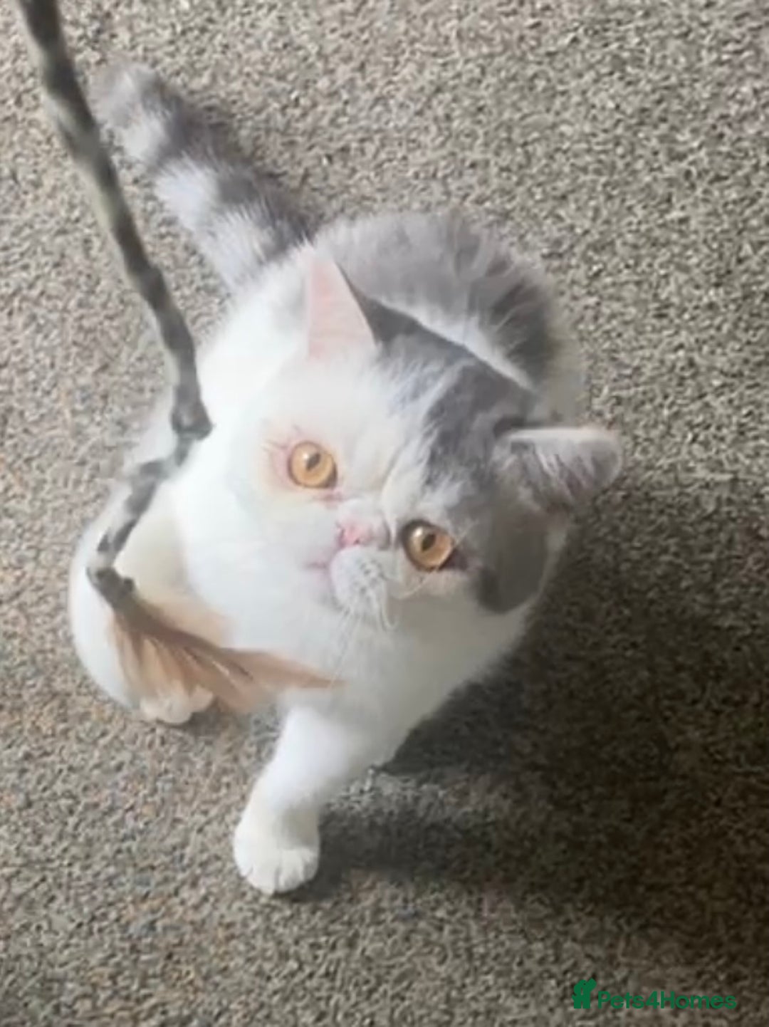 Exotic cats for stud: Stunning White & Grey Exotic Male For Stud  in West Bromwich - Image 2