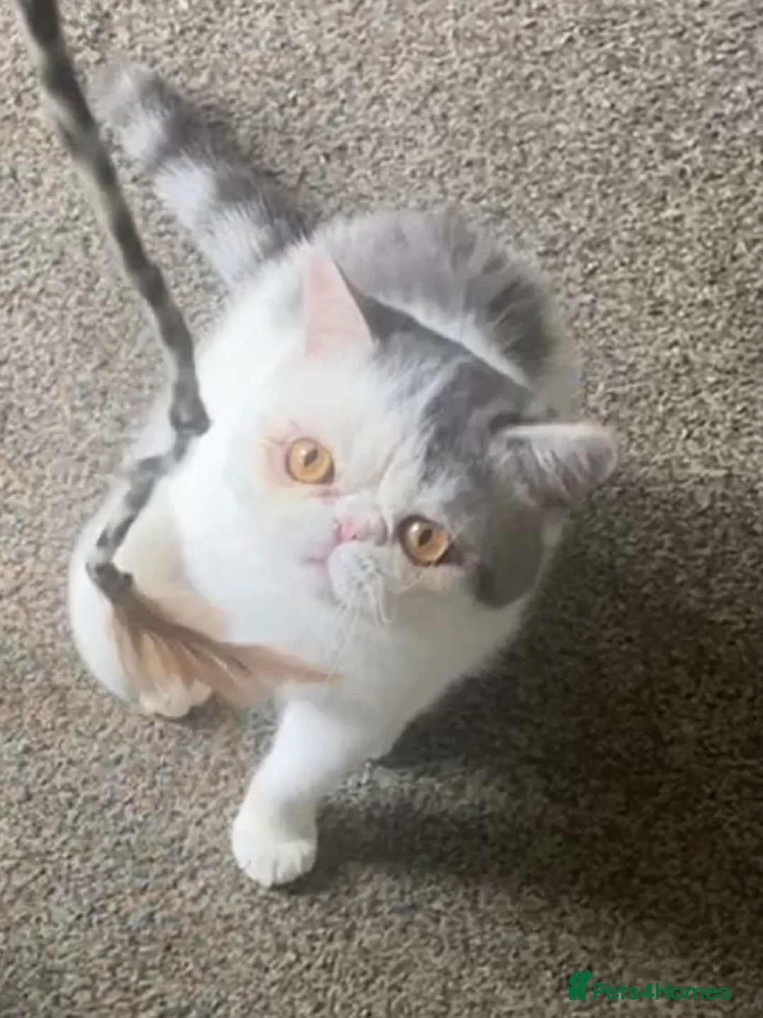 Exotic cats for stud: Stunning White & Grey Exotic Male For Stud  in West Bromwich - Advert 2