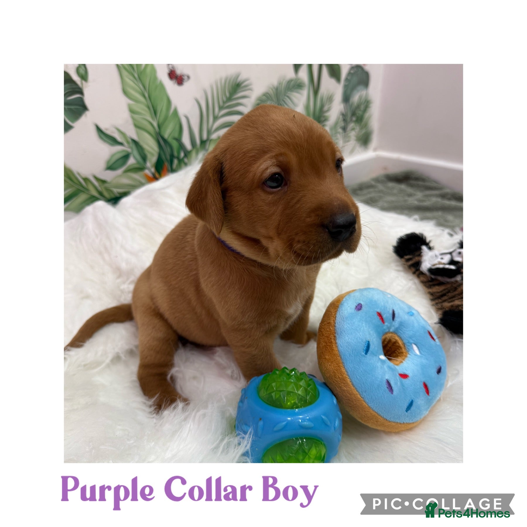Labrador Retriever dogs for sale: Stunning Labrador Retriever Puppies  - Advert 1