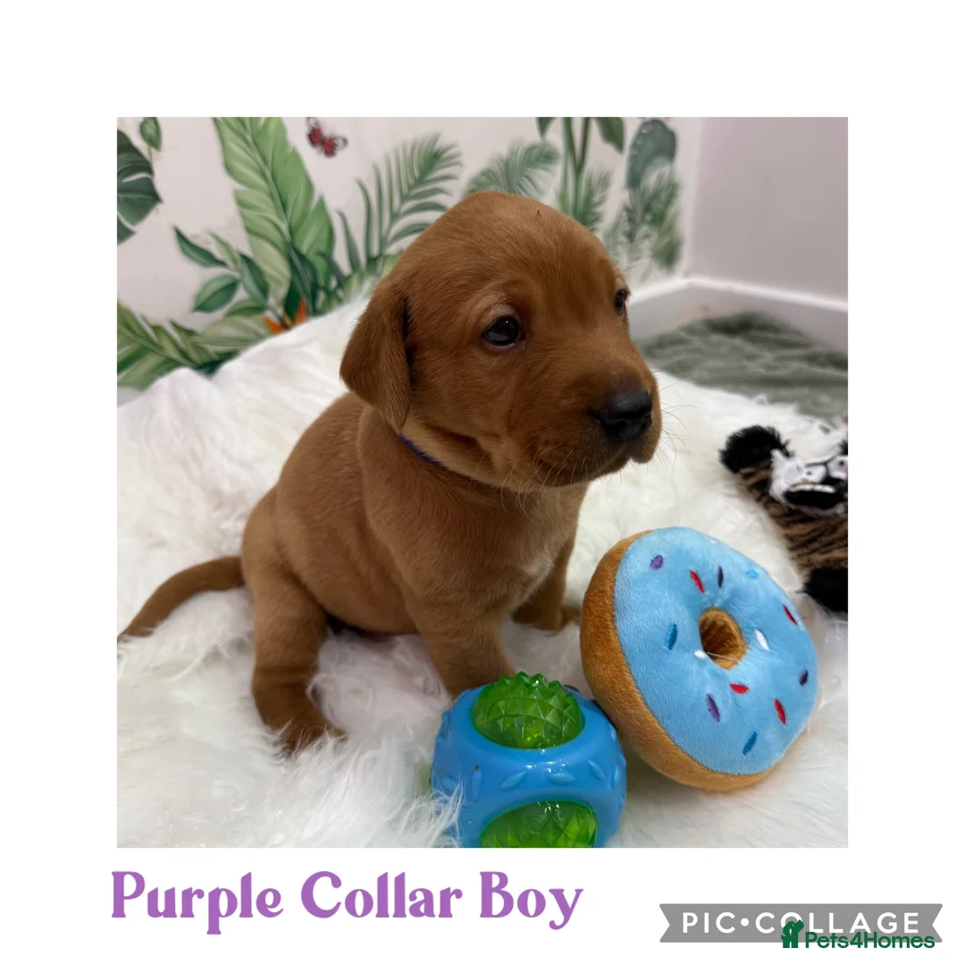 Labrador Retriever dogs for sale: Stunning Labrador Retriever Puppies  - Advert 1