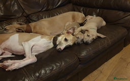 Whippet dogs for sale: Kc registered blue fawn whippets  - Image 4