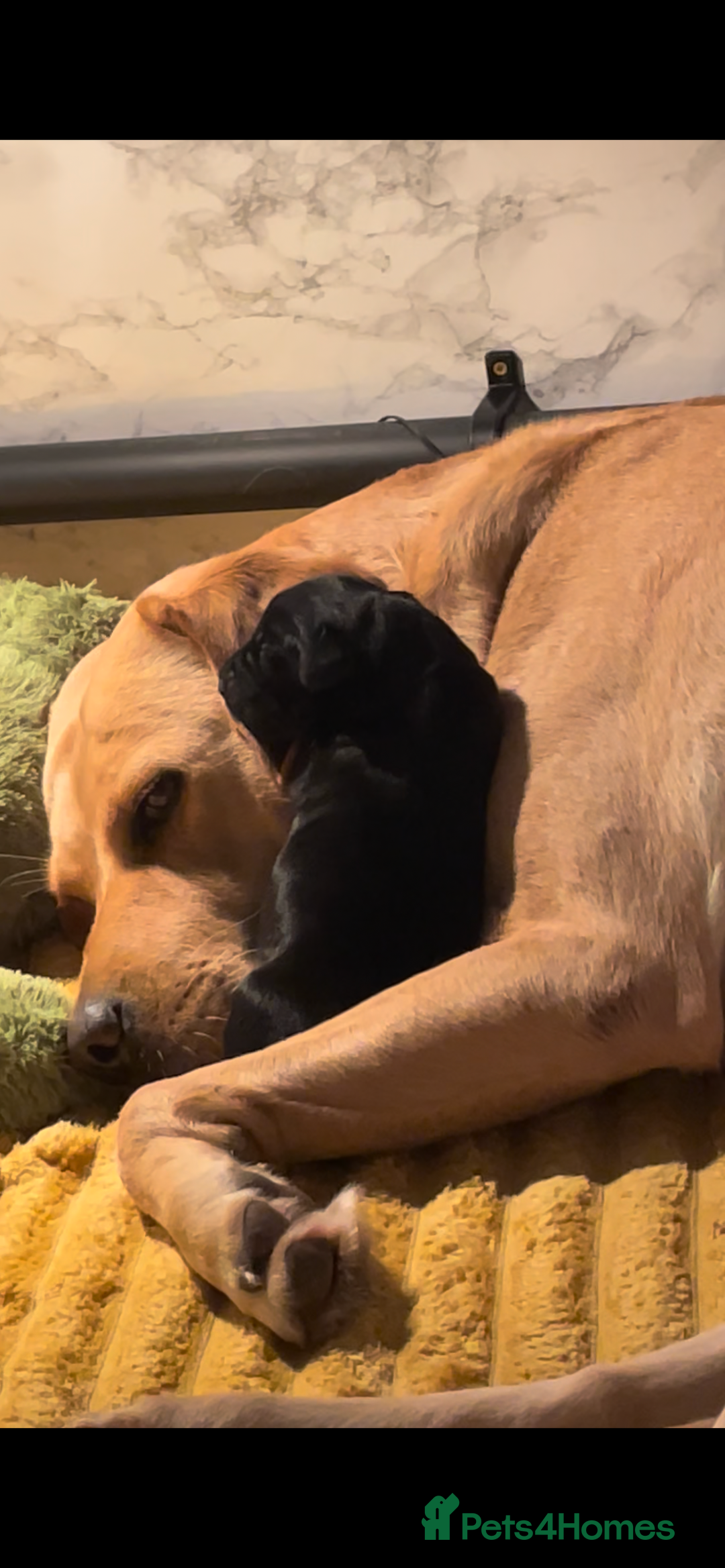 Labrador Retriever dogs for sale: Last Puppy Remaining - One black male - Advert 4