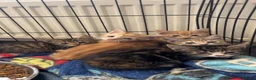 Domestic Shorthair cats for sale: Farm kittens for sale  - Advert 1