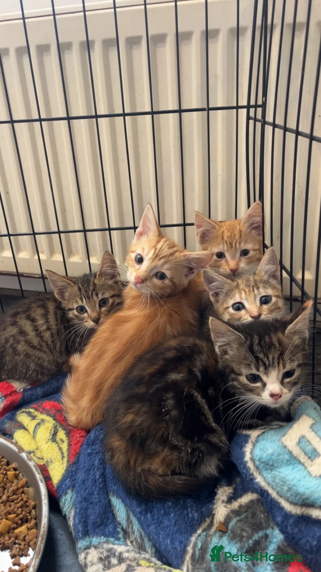 Domestic Shorthair cats for sale: Farm kittens for sale  - Advert 1