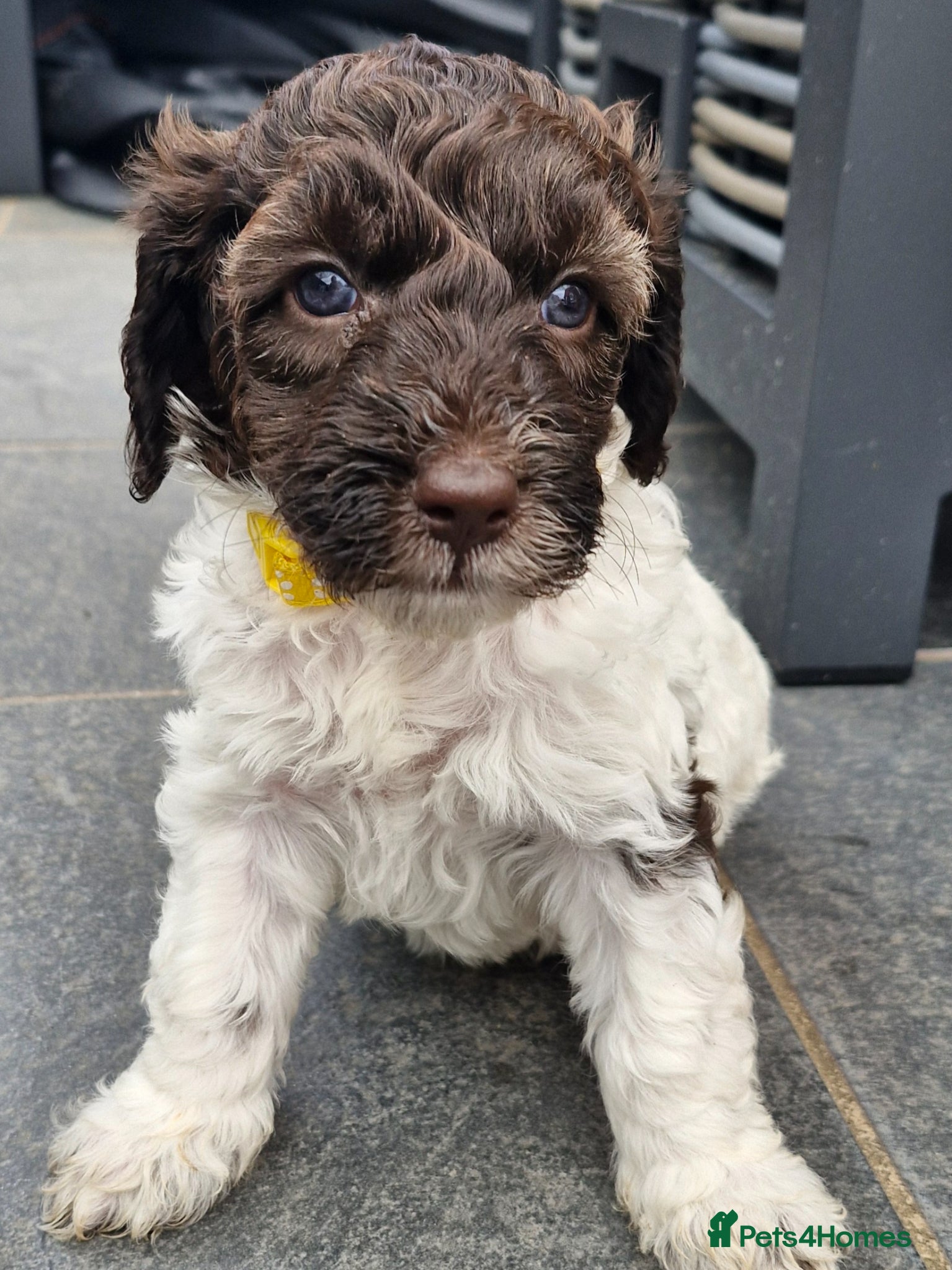 Sproodle dogs 🐾 READY NOW, LAST ONE, Girl Sproodle Puppy left🐾 - Advert 2