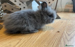 Lionhead rabbits for sale: 2 double mane lion heads  for sale  - Image 18