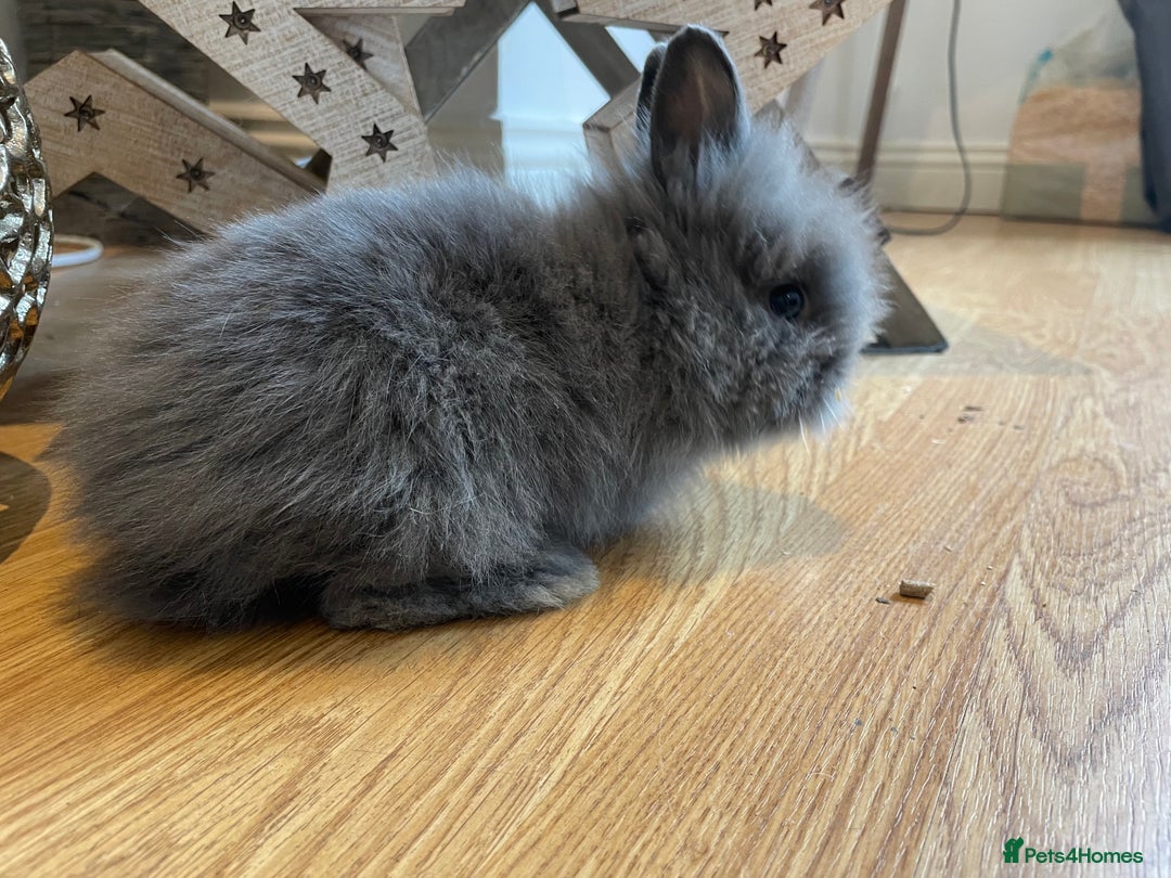 Lionhead rabbits for sale: 2 double mane lion heads  for sale  - Image 18