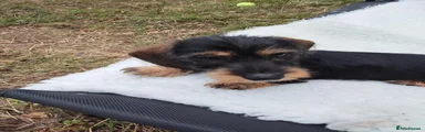 Dachshund 1