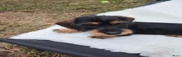 Dachshund dogs for sale: Minature wired hair dachshund male  in Monmouth - Advert 11