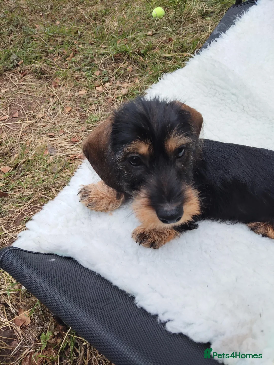 Dachshund dogs for sale: Minature wired hair dachshund male  in Monmouth - Advert 11