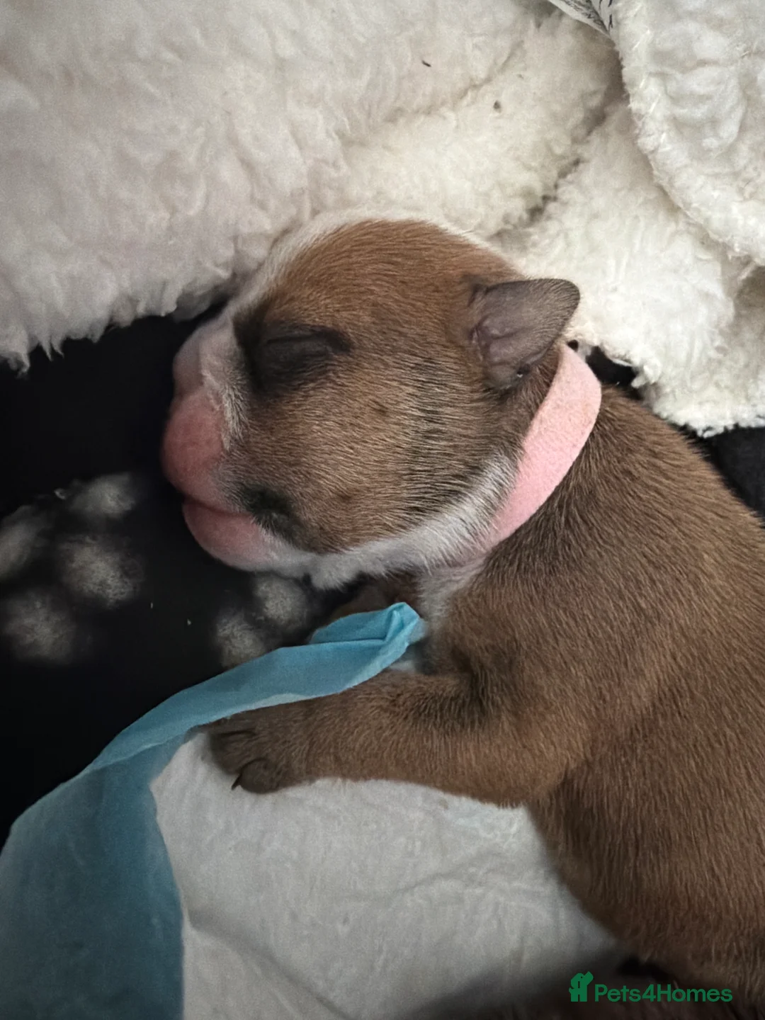 English Bulldog dogs for sale: Ms Osbourne  - Advert 2