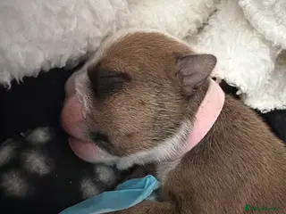 English Bulldog dogs Ms Osbourne - Advert 5