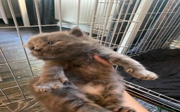 Mixed Breed cats for sale: 3 kittens - Image 5