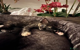 Mixed Breed cats for sale: Beautiful kittens ready for new loving homes  - Advert 9