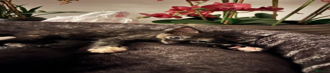 Mixed Breed Kitten 2 -Toffee 