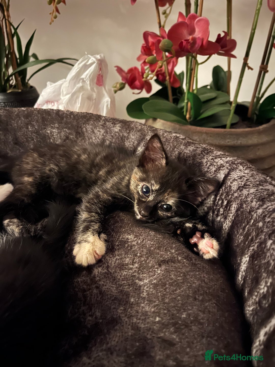 Mixed Breed cats for sale: Beautiful kittens ready for new loving homes  - Advert 9