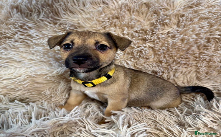 Jack Russell dogs Miniature Jack Russell Much Wenlock Puppies - Advert 4