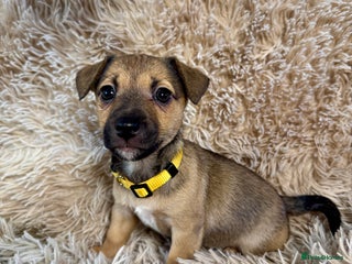 Jack Russell dogs Miniature Jack Russell Much Wenlock Puppies - Advert 1