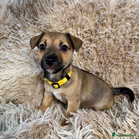 Jack Russell dogs Miniature Jack Russell Much Wenlock Puppies - Advert 1