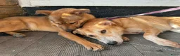 Mixed Breed dogs for adoption: Toffee - Norwich Norfolk  in Norwich - Advert 7