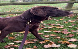 Labrador Retriever dogs for sale: Outstanding Quality Chocolate Labrador Puppies - Image 33