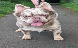 French Bulldog dogs for stud: New shade fluffy merle  in Sheffield - Image 5