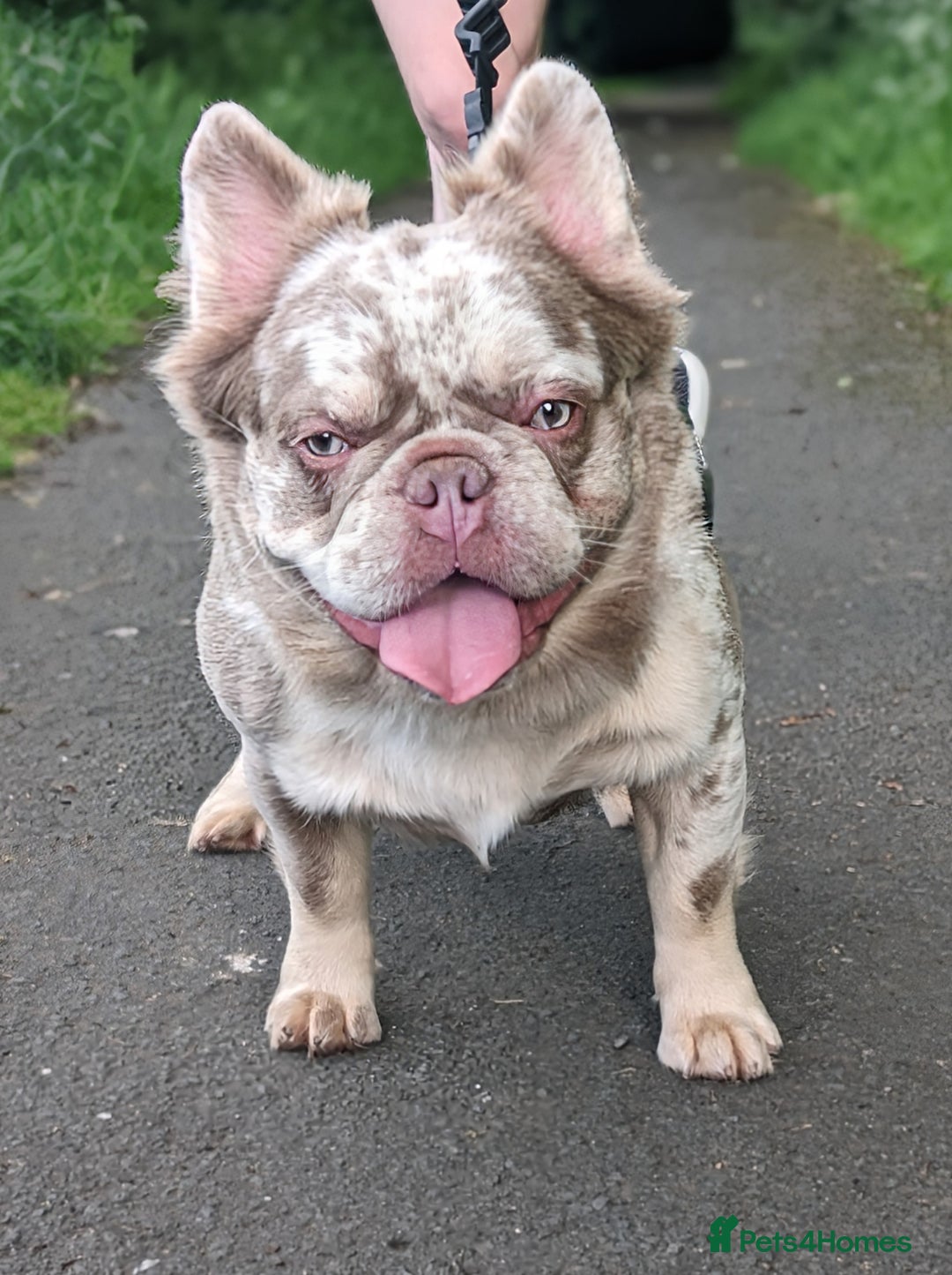French Bulldog dogs for stud: New shade fluffy merle  in Sheffield - Image 5