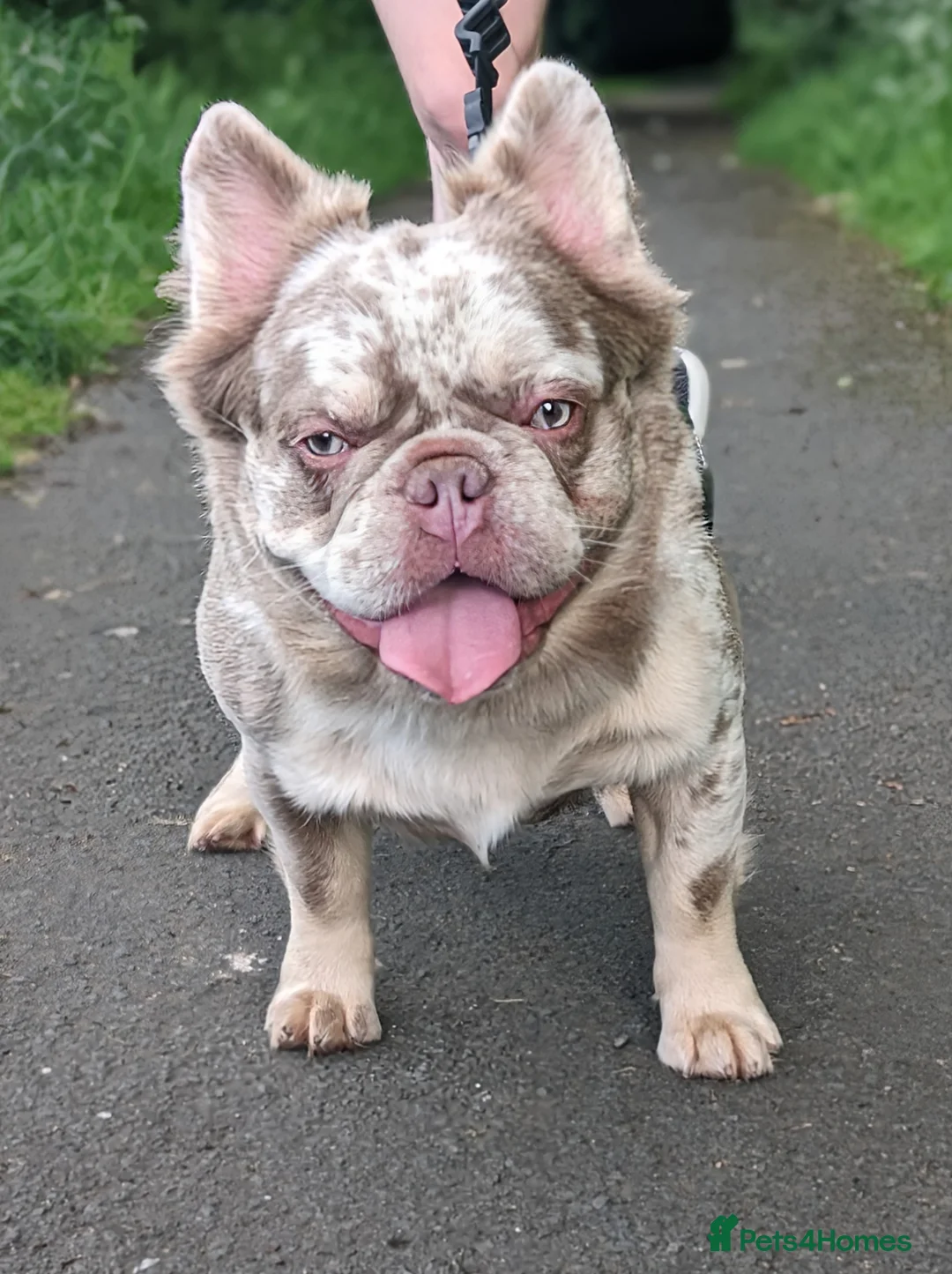 French Bulldog dogs for stud: New shade fluffy merle  in Sheffield - Advert 5
