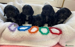 Cocker Spaniel dogs for sale: Kc registered Show cocker spaniel  - Image 14