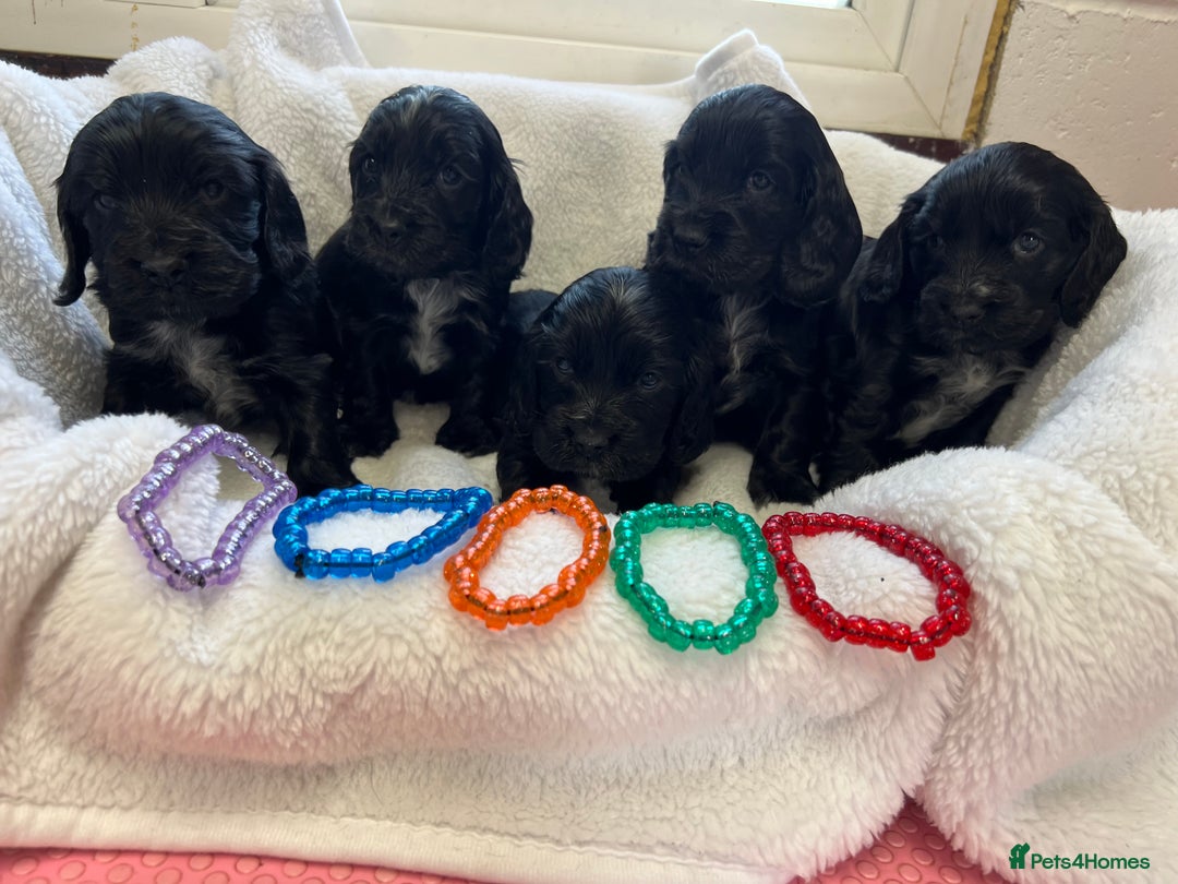 Cocker Spaniel dogs for sale: Kc registered Show cocker spaniel  - Image 14