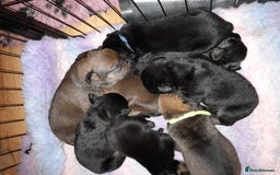 Mixed Breed dogs for sale: Rottweiler/pressa f1 - Image 8