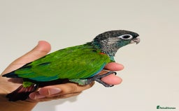 Conures birds for sale: Hand reared Emma’s, roseifrons, pearly conure - Image 20