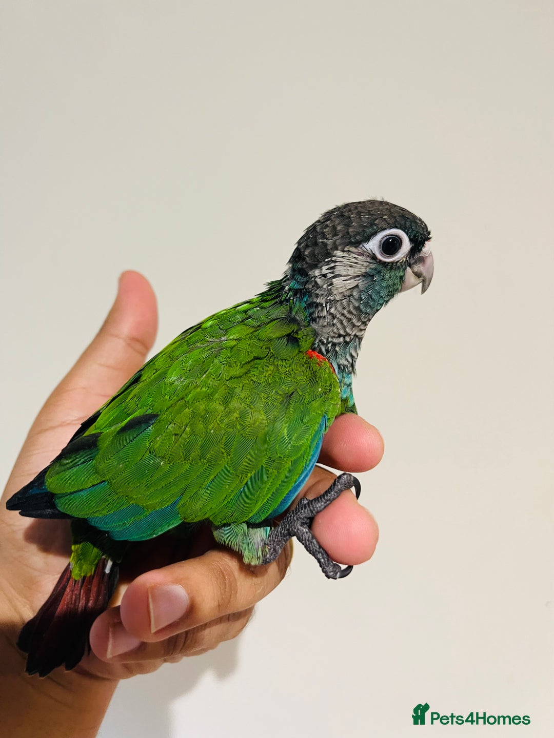 Conures birds for sale: Hand reared Emma’s, roseifrons, pearly conure - Image 20