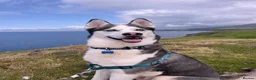 Siberian Husky dogs for sale: 7 Yr old Siberian Husky - Advert 5
