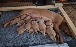 Labrador Retriever dogs for sale: Kc Registered Red labrador puppies  - Image 19