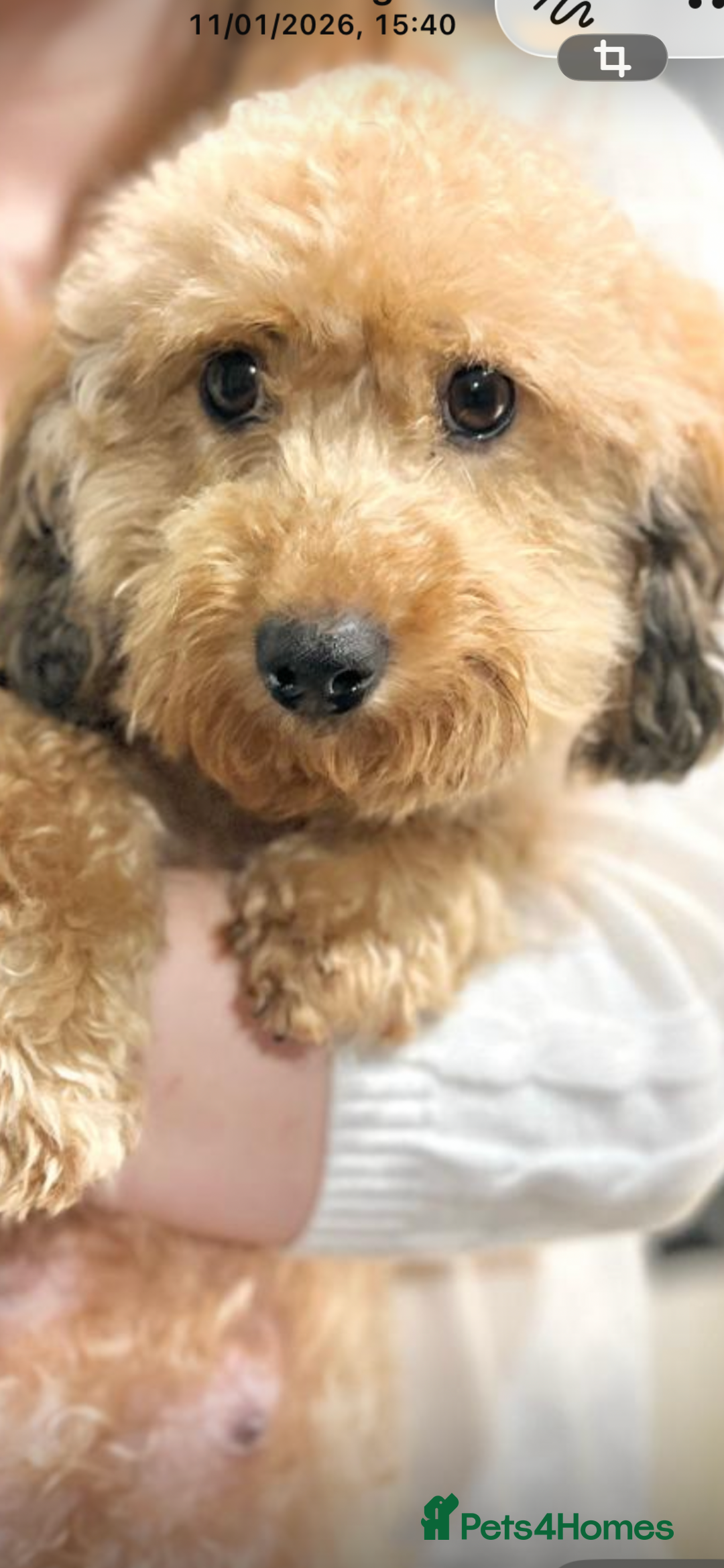 Cockapoo dogs for sale: Tiny cockerpoo pups - Advert 3