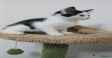 Mixed Breed cats BSH/ragdoll&Siberian - Advert 9