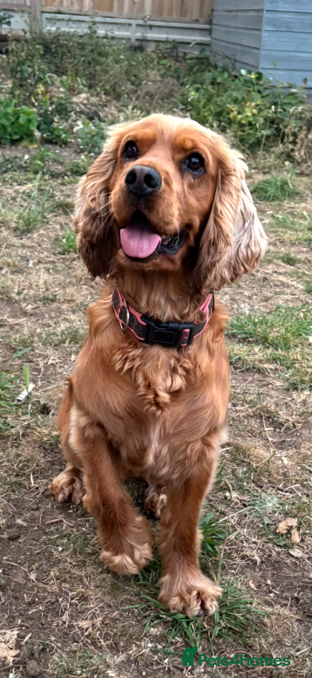 Cocker Spaniel dogs for stud: Proven male cocker spaniel  - Advert 2