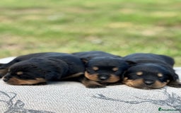Rottweiler dogs for sale: Stunning Rottweiler puppies  - Image 9
