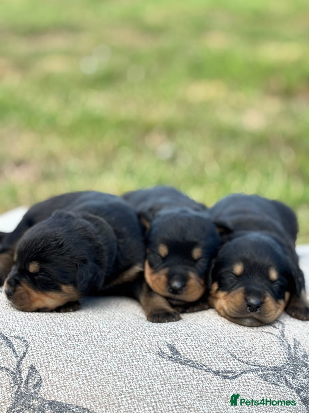 Rottweiler dogs for sale: Stunning Rottweiler puppies  - Image 9