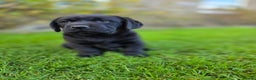 Labrador Retriever dogs for sale: High Quality Black Labrador Puppies - Advert 10