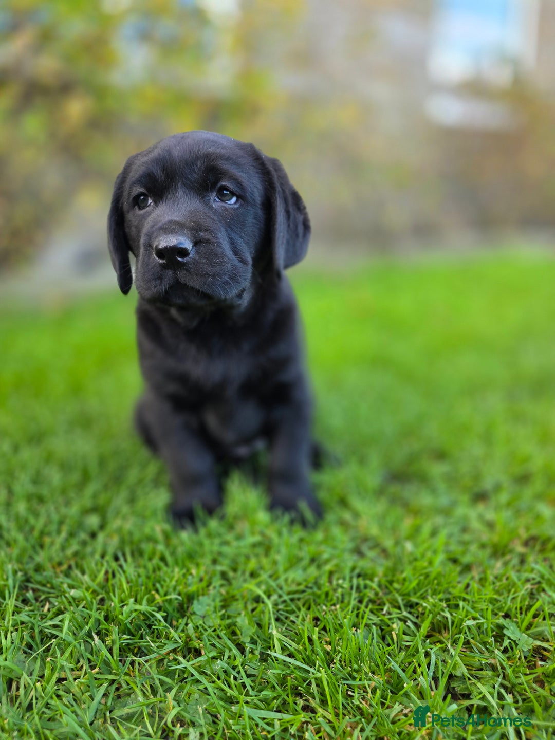 Labrador Retriever dogs for sale: High Quality Black Labrador Puppies - Advert 10