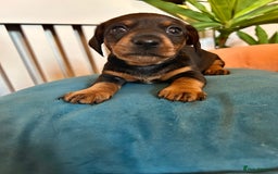 Miniature Dachshund dogs for sale: *2 Boys Remaining* Stunning Mini Dachshunds  - Image 4
