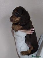 Miniature Dachshund dogs - Advert 3